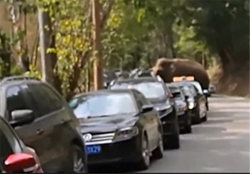 حمله فیل عاشق به ۱۵ خودرو در چین + تصاویر