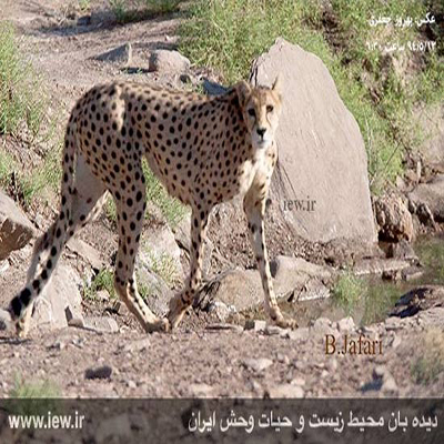 یوزپلنگ ایرانی به همراه 3 توله اش در میاندشت