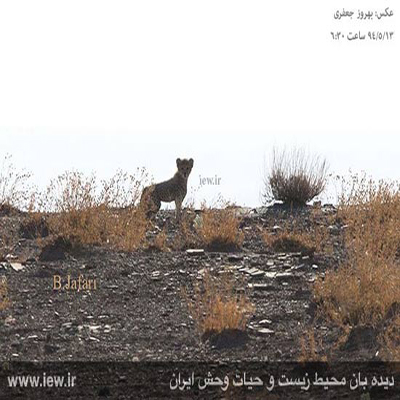 یوزپلنگ ایرانی به همراه 3 توله اش در میاندشت