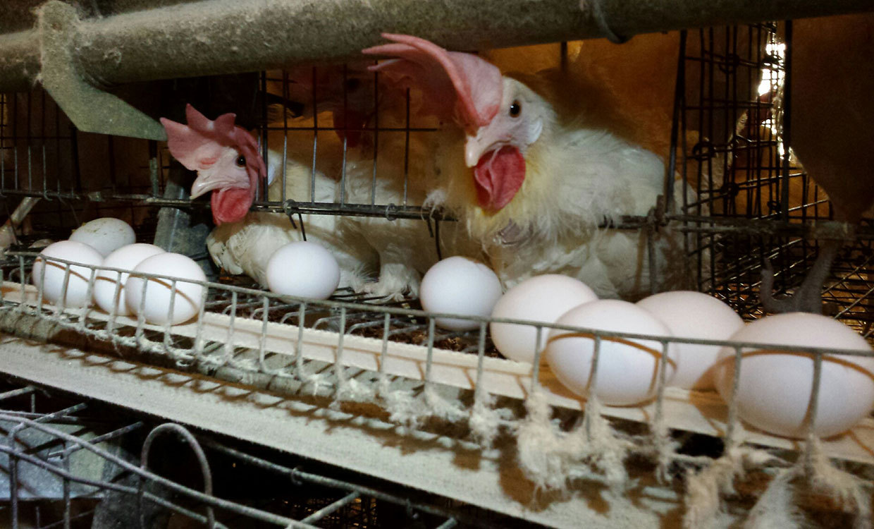 آغاز فعالیت مجدد واحدهای پرورش مرغ تخمگذار در آبیک/نظارت دامپزشکی آبیک بر نحوه واکسیناسیون دامها توسط بخش خصوصی
