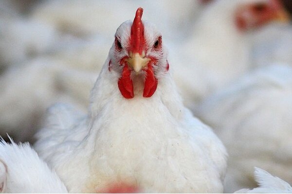 سود افزایش قیمت مرغ به جیب واسطه‌ها می‌ریزد!