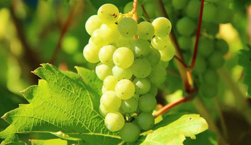 ۶۰۰ هکتار باغ انگور ارگانیک در قزوین ایجاد شده است