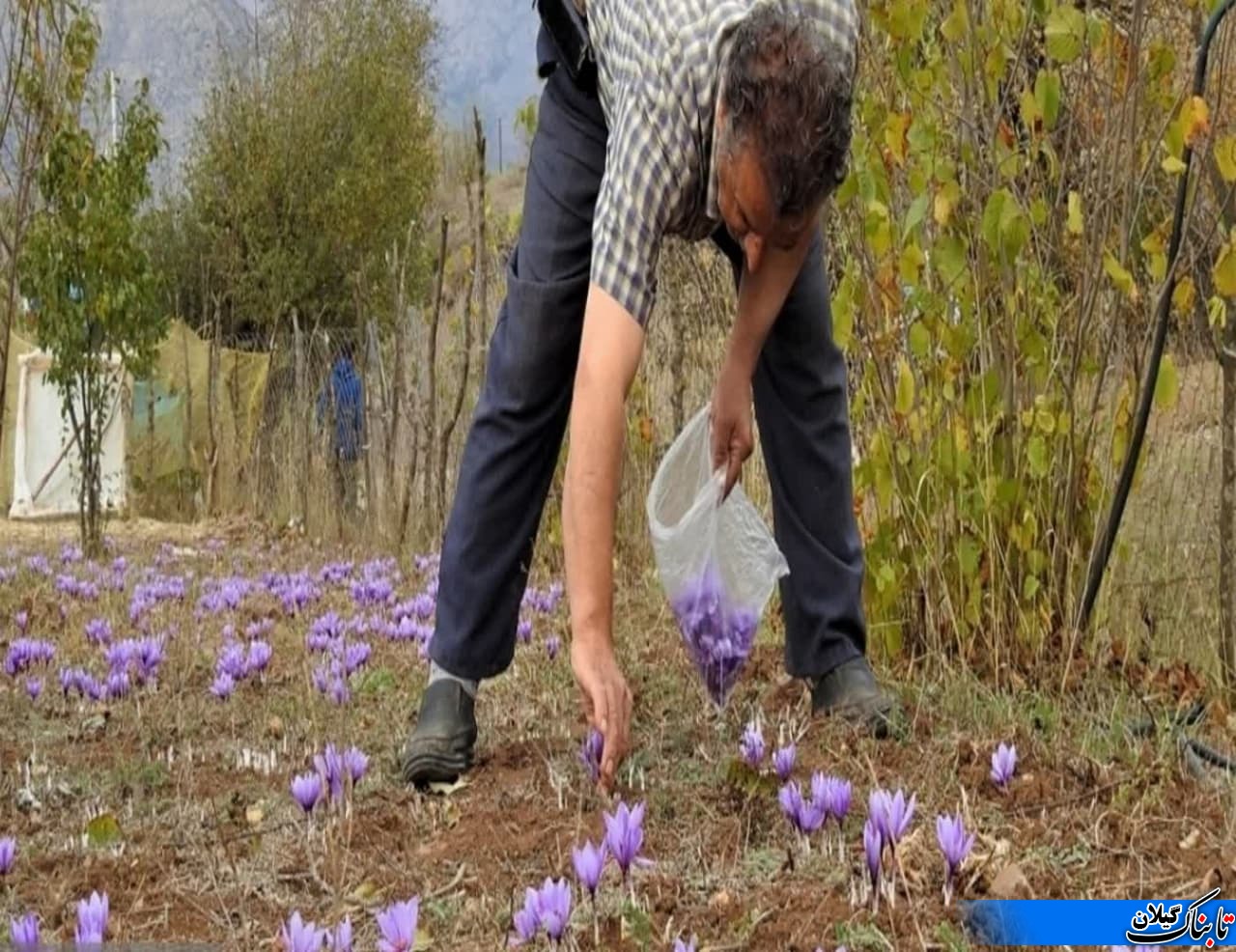 برداشت ۱۱ میلیاردی زعفران ارگانیک در گیلان