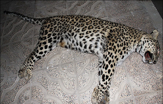 از اشتباهی به نام تنگ سرخ،تا اتهام سگ کشی که به هیچ نهادی وارد نیست از اشتباهی به نام تنگ سرخ،تا اتهام سگ کشی که به هیچ نهادی وارد نیست