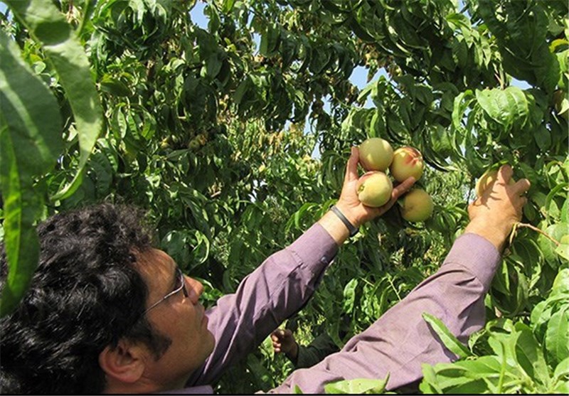 برداشت ۵۲۵ تن هلو و شلیل در شهرستان ابرکوه