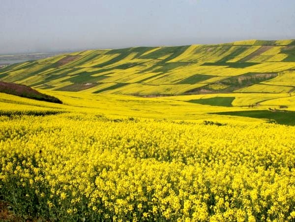 پیشبینی برداشت 1200تن کلزا در گیلان پیشبینی برداشت 1200تن کلزا در گیلان