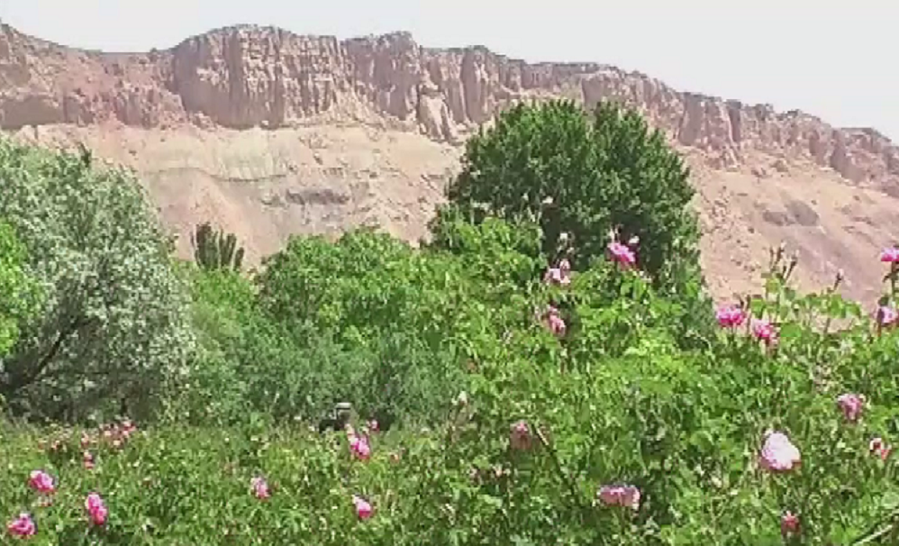 گلاب گیری در دومین شهر تاریخی ایران