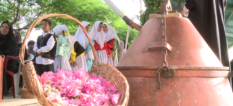 گلاب گیری در دومین شهر تاریخی ایران