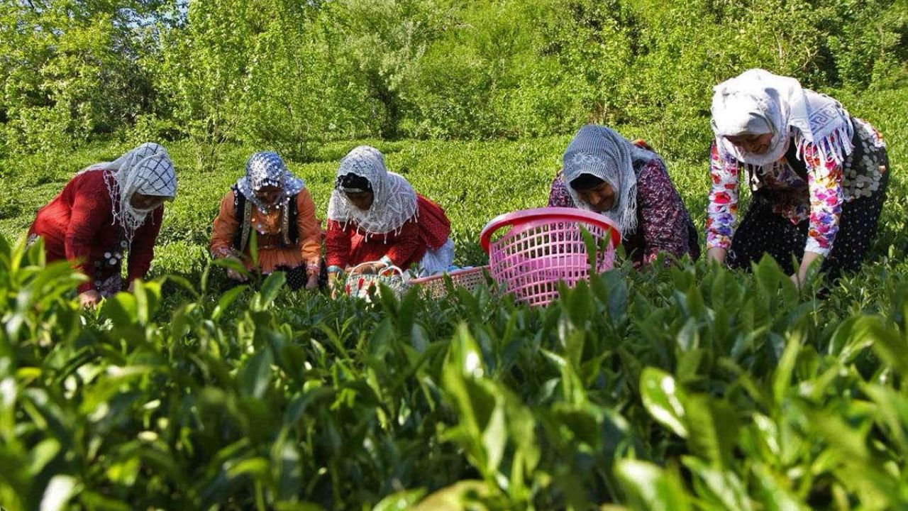 واریز ۲۵ میلیارد تومان از بهای برگ سبز چای به حساب چایکاران گیلان ومازندران