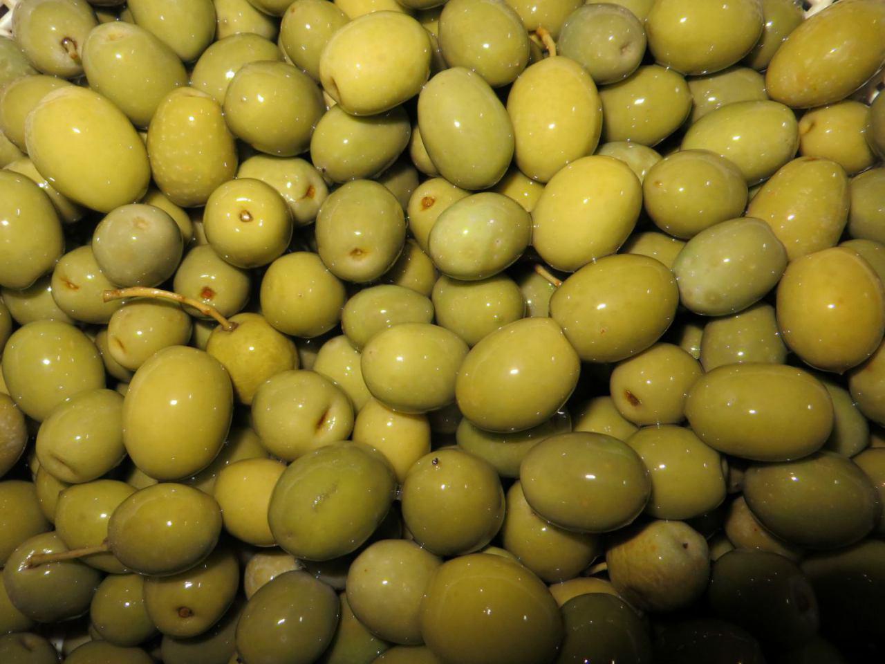 خسارت آفت مگس زیتون در استان به ۵ درصد رسید خسارت آفت مگس زیتون در استان به ۵ درصد رسید