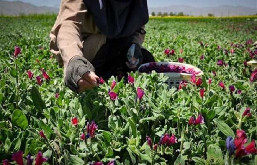 افزایش درآمد زایی با تولید گیاهان دارویی افزایش درآمد زایی با تولید گیاهان دارویی