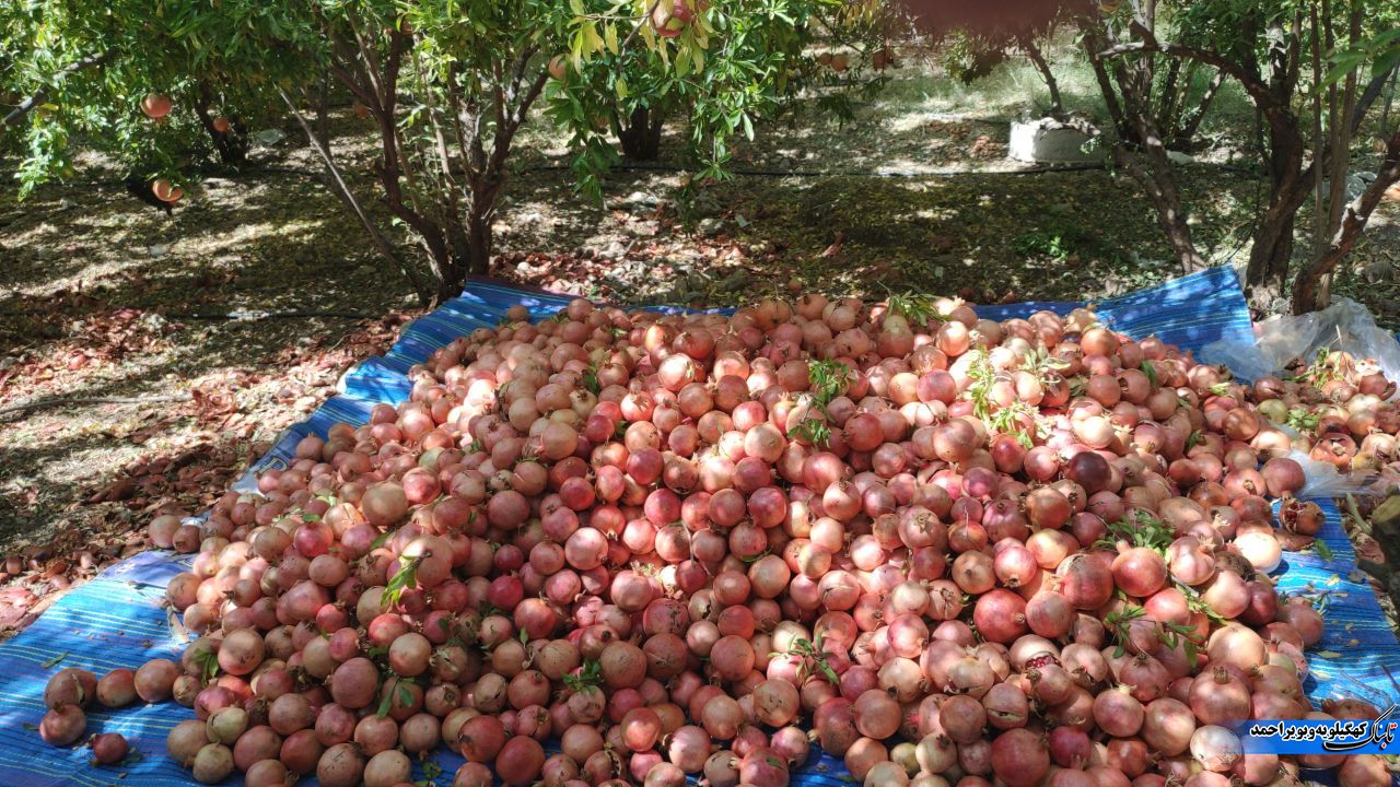 انارستان بی آب در دهکده گردشگری بدون مسجد و زیرساخت ! + فیلم