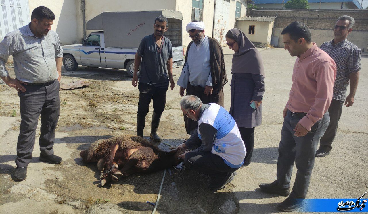 ذبح بیش از۲۰۰ راس گوسفند به مناسبت عید قربان در شهرستان نکا