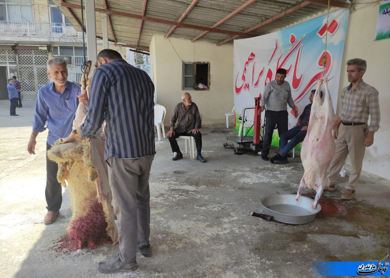 ذبح بیش از۲۰۰ راس گوسفند به مناسبت عید قربان در شهرستان نکا