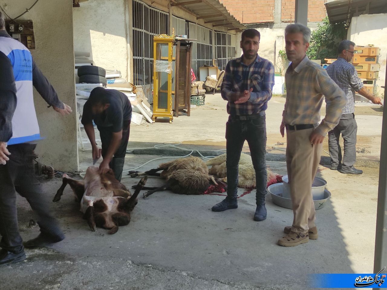 ذبح ۳۶ راس گوسفند در مکان قربانگاه ابراهیمی در داخل اداره امداد توسط کمیته امداد نکا در روز عید قربان