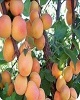 برداشت زردآلو در لرستان ۳ برابر میانگین کشوری است