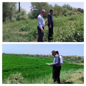 شروع عملیات مساحی کشت تابستان ۱۴۰۳ در حوضه های تحت پوشش شرکت بهره برداری از شبکه های آبیاری کرخه و شاوور