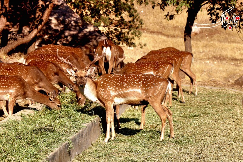 از جزیره اشک تا مانشت ایلام/داستان نجات موفق گوزن زرد ایرانی+فیلم از جزیره اشک تا مانشت ایلام/داستان نجات موفق گوزن زرد ایرانی+فیلم