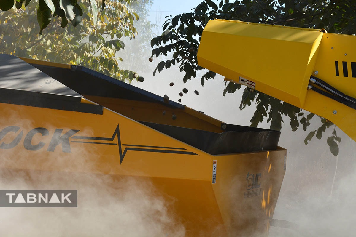 برداشت گردو اصلاح شده با دستگاه مکانیزه برداشت گردو اصلاح شده با دستگاه مکانیزه