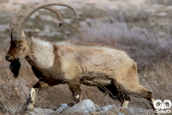 آغاز شمارش حیاتوحش در مناطق حفاظتشده کهگیلویه و بویراحمد آغاز شمارش حیاتوحش در مناطق حفاظتشده کهگیلویه و بویراحمد